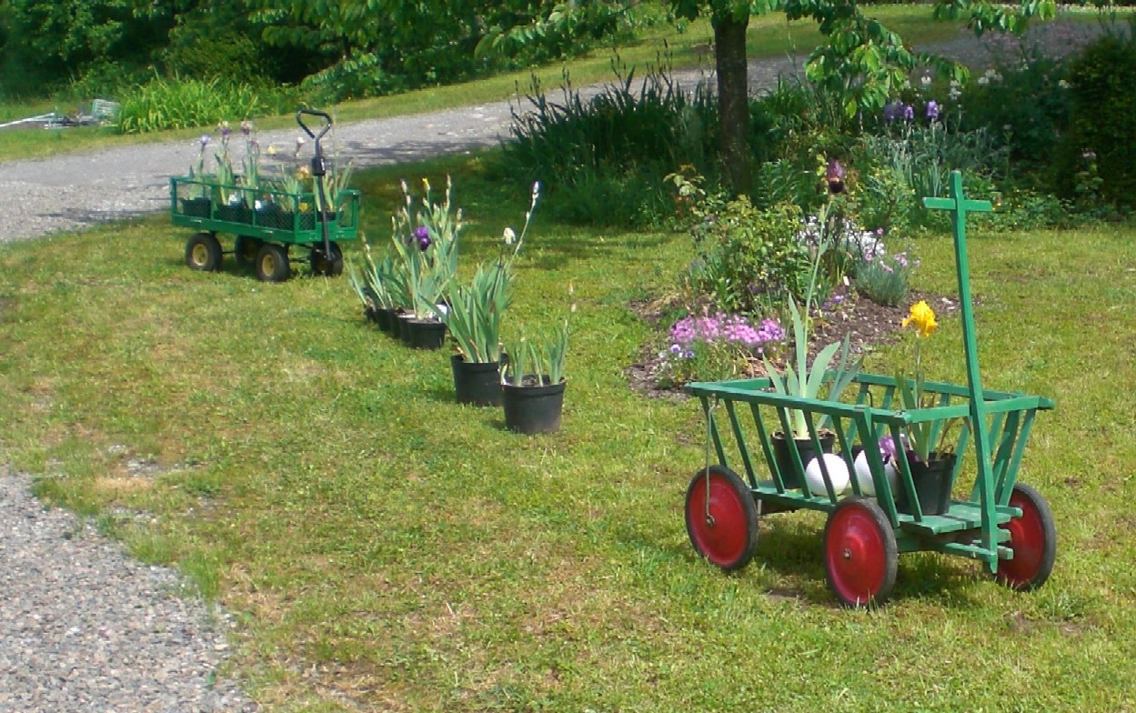 Brenneter Irisgarten